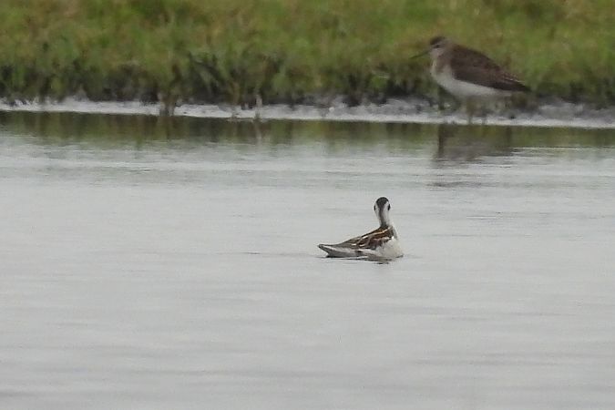 Phalarope à bec étroit  - Marek Ziółkowski