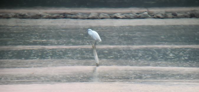 Aigrette garzette  - Sebastian Watras