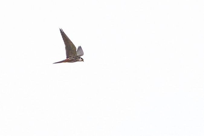 Eurasian Hobby  - Katarzyna Matusik