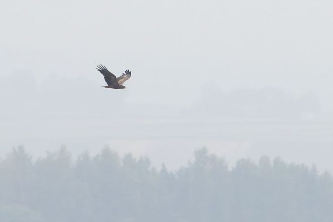 Lesser Spotted Eagle  - Katarzyna Matusik