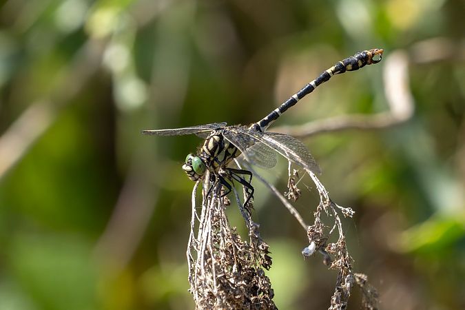 Onychogomphe à pinces  - Katarzyna Matusik