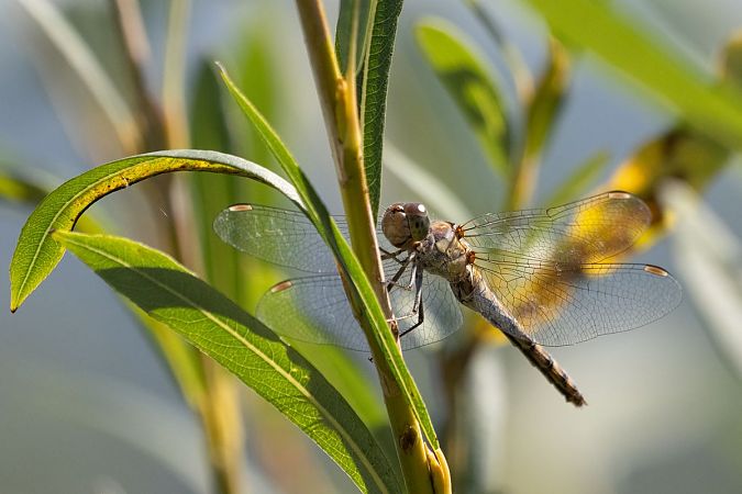 szablak późny  - Katarzyna Matusik