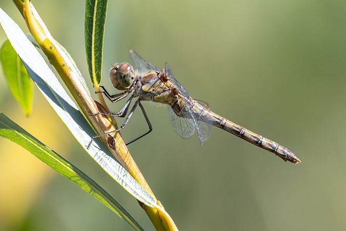 szablak późny  - Katarzyna Matusik