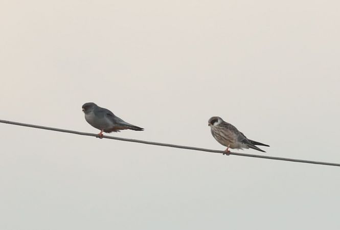 Red-footed Falcon  - Grzegorz Neubauer