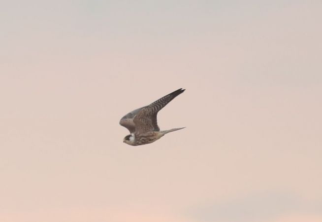 Red-footed Falcon  - Grzegorz Neubauer
