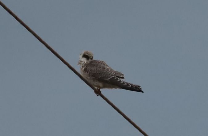 Red-footed Falcon  - Grzegorz Neubauer