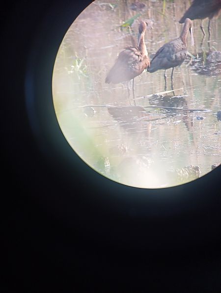 Glossy Ibis  - Michał Karpeta
