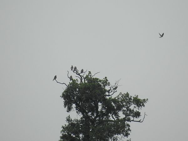 kobczyk  - Grzegorz Lorek