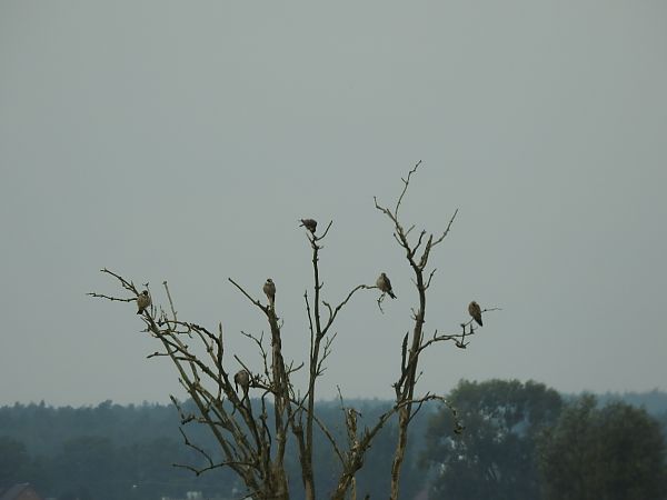 kobczyk  - Grzegorz Lorek