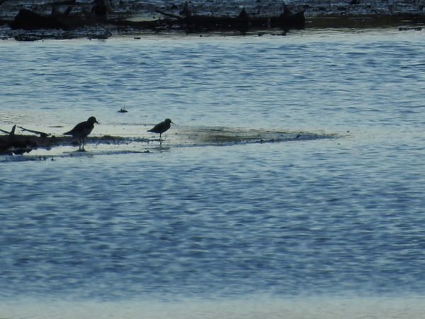 Steinwälzer  - Grzegorz Lorek