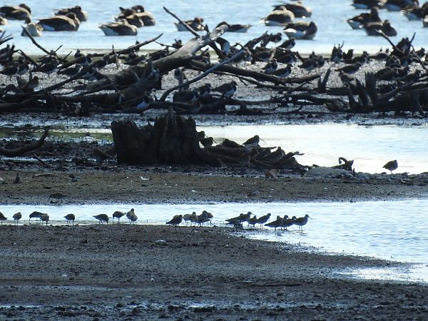 biegus krzywodzioby  - Grzegorz Lorek