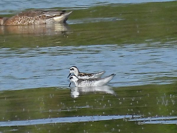 Red-necked Phalarope 