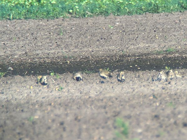 European Golden Plover  - Sławomir Karpicki