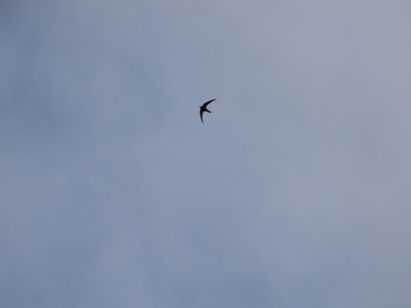 Common Swift  - Sławomir Karpicki
