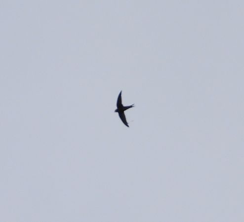 Mauersegler  - Sławomir Karpicki