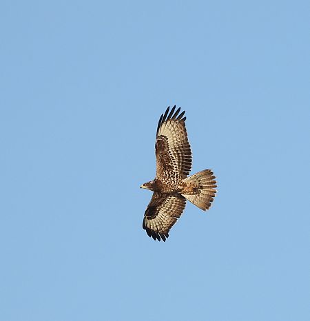trzmielojad  - Sławomir Karpicki