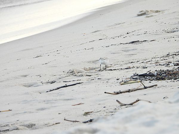 piaskowiec  - Sławomir Karpicki