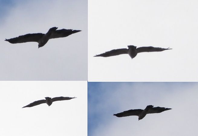 orzełek  - Sławomir Karpicki