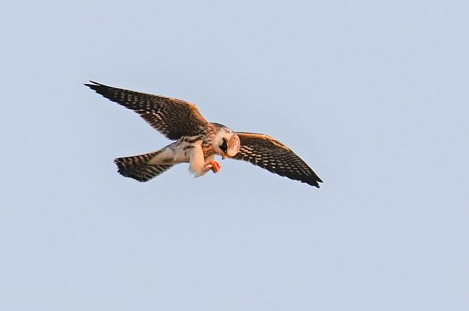 Red-footed Falcon  - Daniel Stasiowski