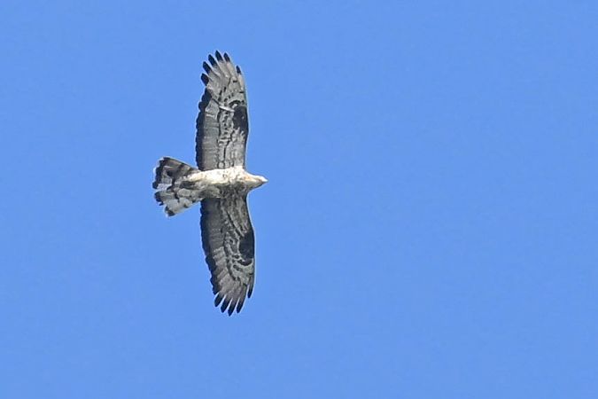 European Honey Buzzard  - Daniel Stasiowski