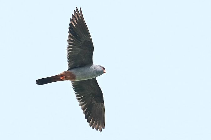 Rotfussfalke  - Daniel Stasiowski