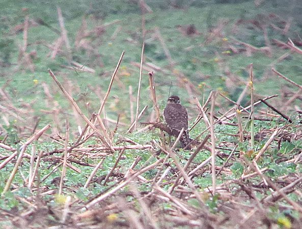 drzemlik  - Daniel Stasiowski