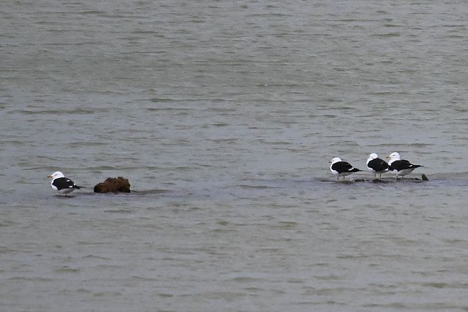 mewa żółtonoga (ssp. fuscus)  - Daniel Stasiowski