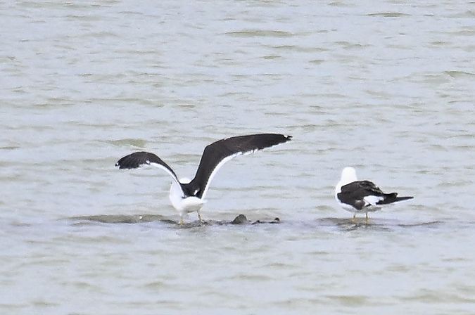 Goéland de la Baltique  - Daniel Stasiowski