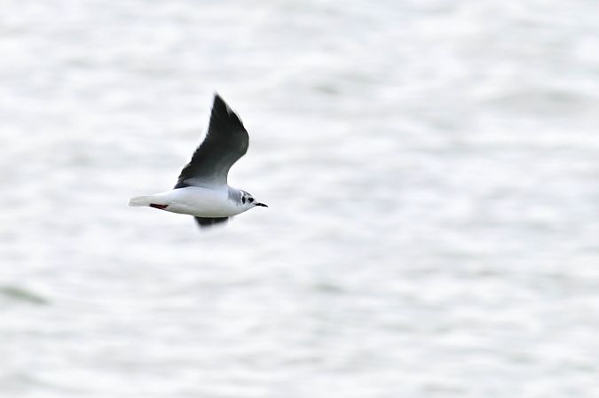 mewa mała  - Daniel Stasiowski