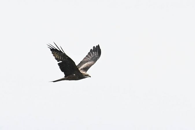 Schwarzmilan  - Daniel Stasiowski