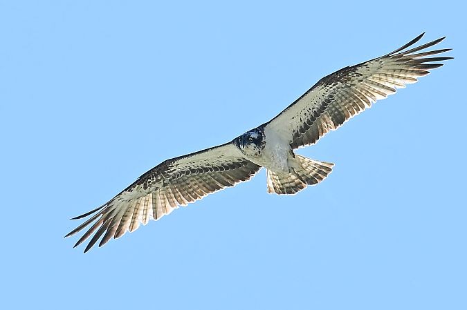 Osprey  - Daniel Stasiowski