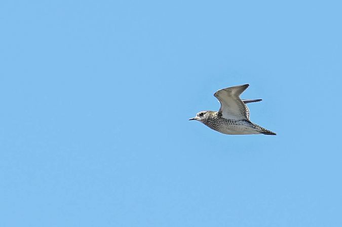 European Golden Plover  - Daniel Stasiowski