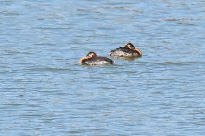 Red-necked Grebe  - Daniel Stasiowski