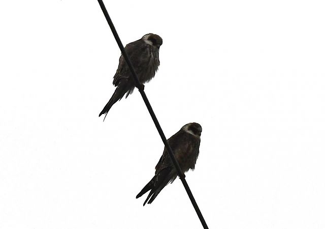 Red-footed Falcon  - Maciej Zengel