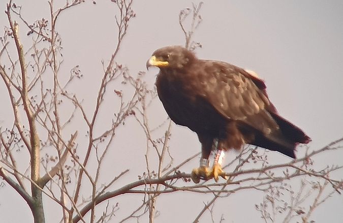 orlik grubodzioby  - Michał Polakowski