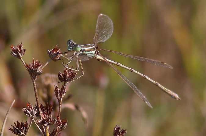 pałątka południowa  - Michał Polakowski