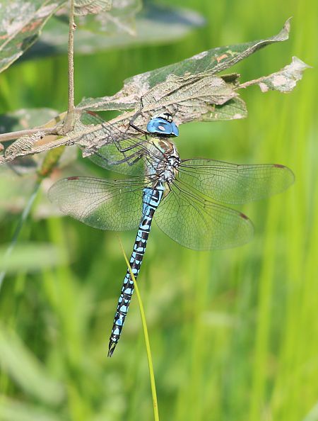 Blue-eyed Hawker  - Michał Polakowski