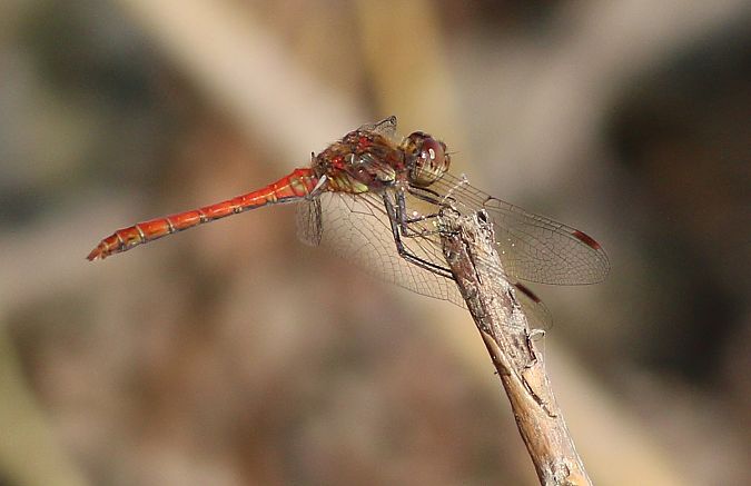 szablak późny  - Michał Polakowski