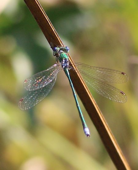 pałątka mała  - Michał Polakowski