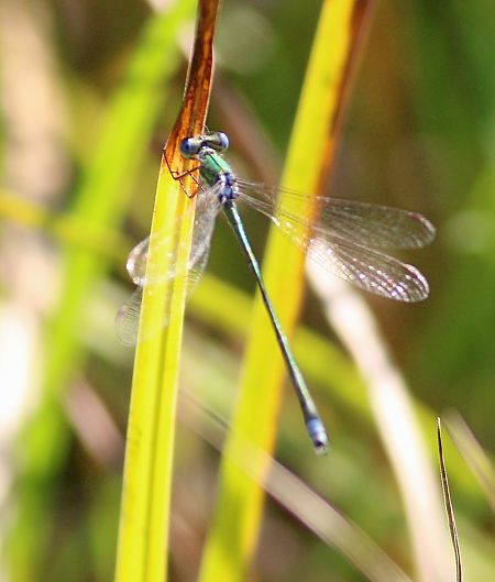 pałątka mała  - Michał Polakowski