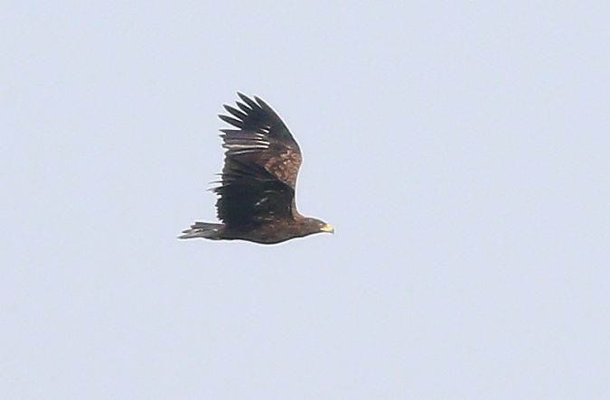 Aigle criard  - Michał Polakowski