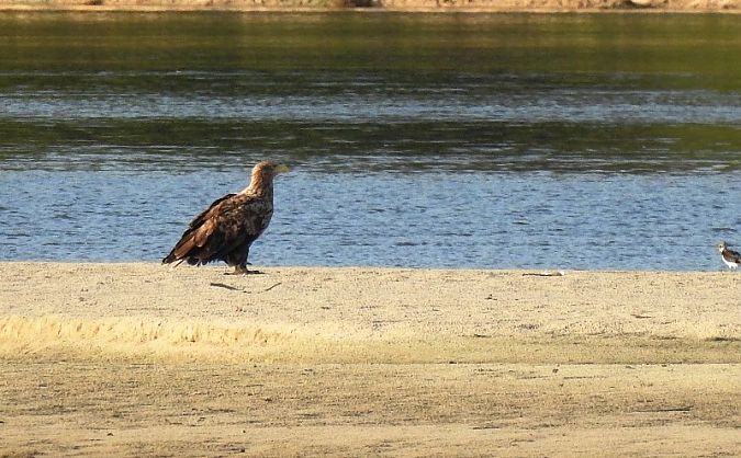 Seeadler  - Magdalena Traciłowska
