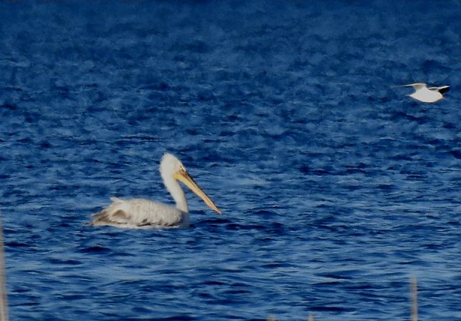 Krauskopfpelikan  - Magdalena Traciłowska