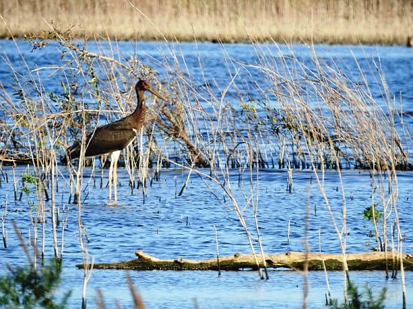 Schwarzstorch  - Magdalena Traciłowska