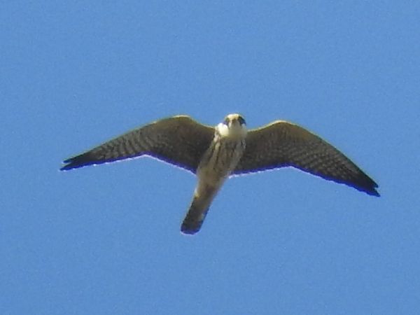 Red-footed Falcon  - Robert Wakulski
