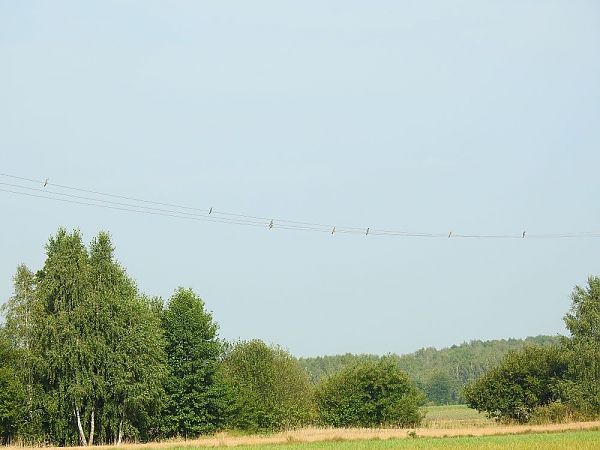 Red-footed Falcon  - Robert Wakulski