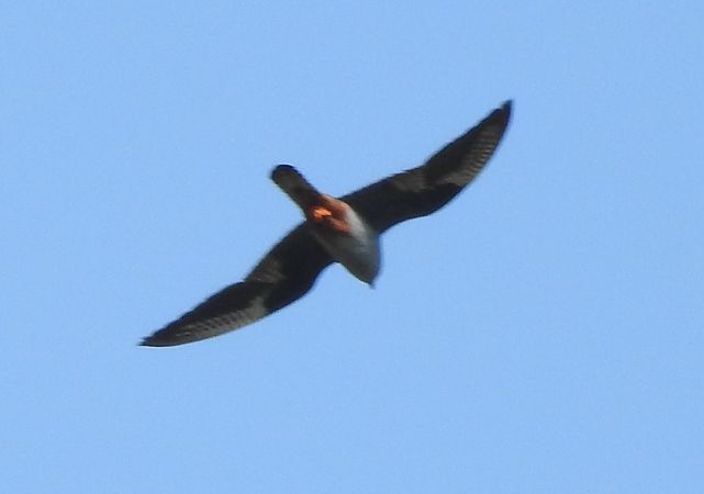 Red-footed Falcon  - Robert Wakulski