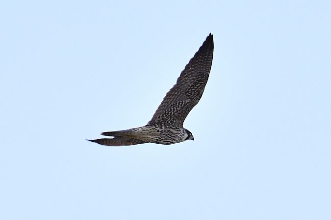 Peregrine Falcon 