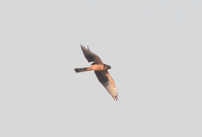 Pallid Harrier  - Ireneusz Nikiel