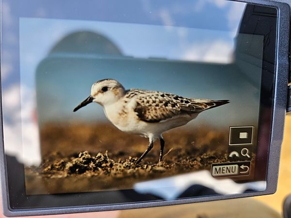Bécasseau sanderling  - Michał Rycak